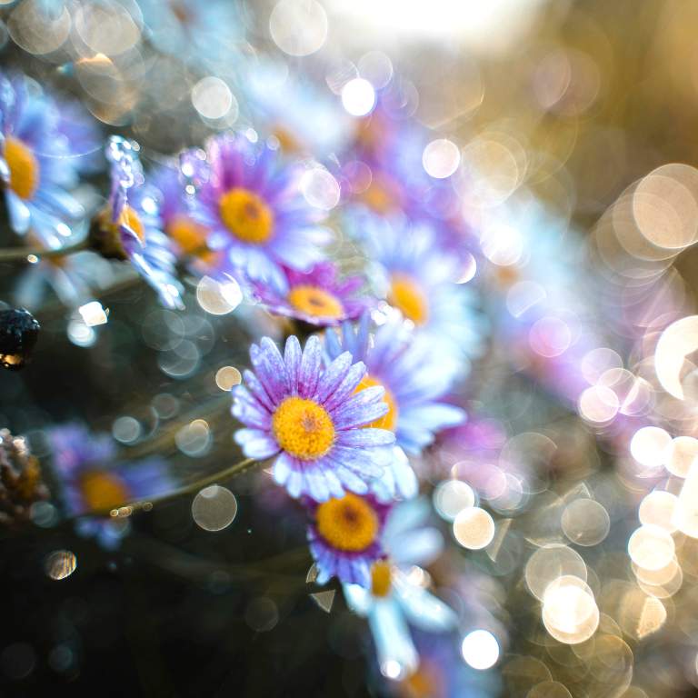 Elbers Garden Center