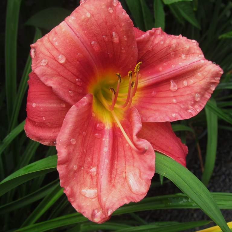 Lockwood's Garden Center